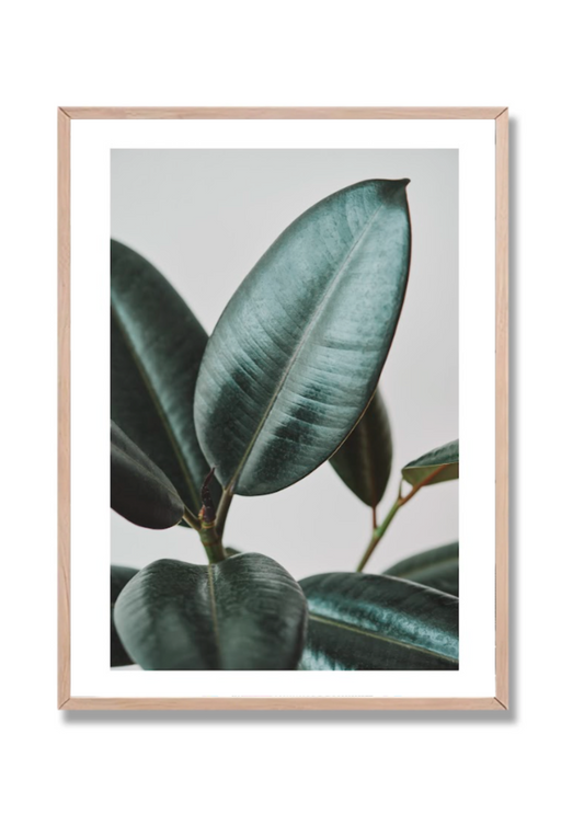 Planta 14