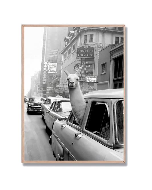 Llama en New York