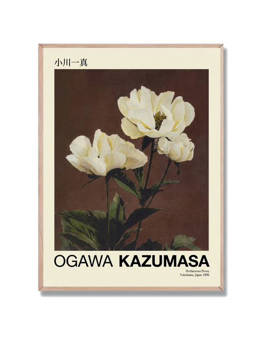 Ogawa Kazumasa Peonía