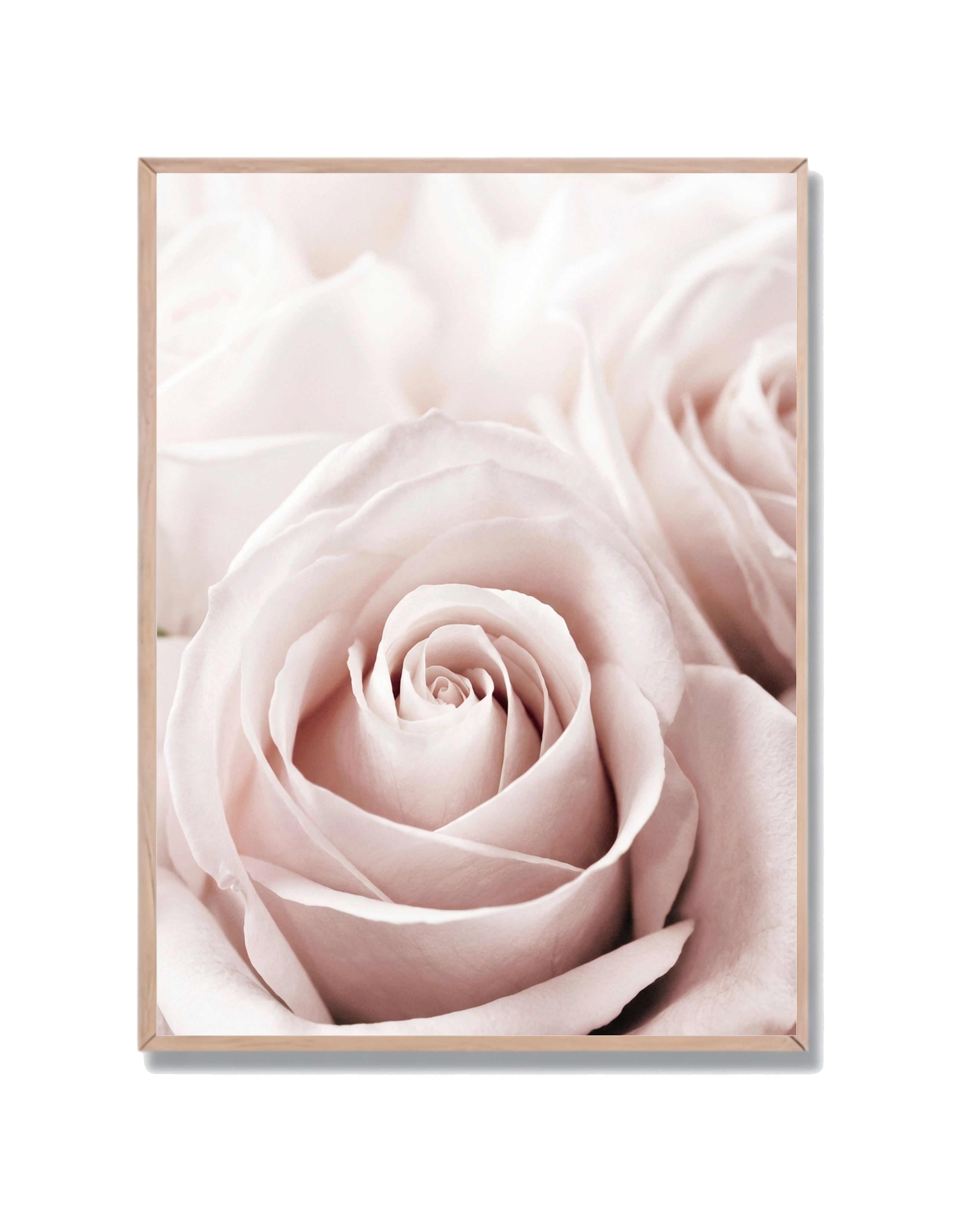 Rosa Centro Delicada