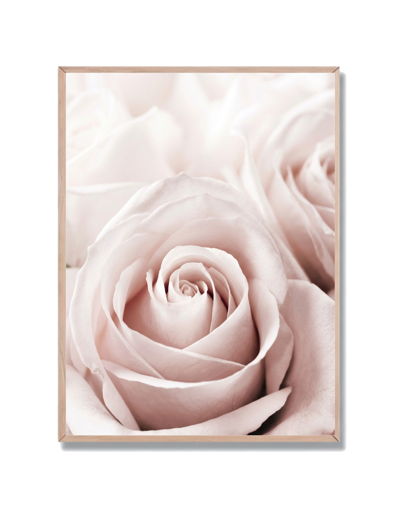 Rosa Centro Delicada