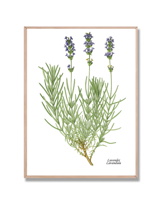 Planta Lavanda