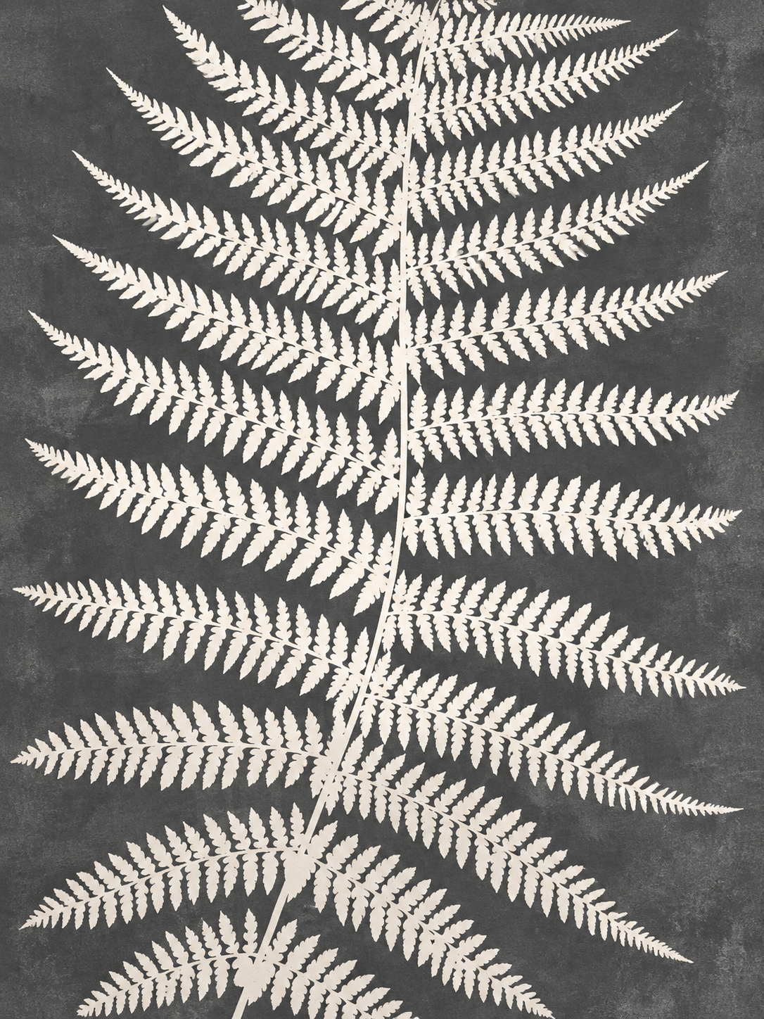 Botánico sobre fondo gris carbón — Central