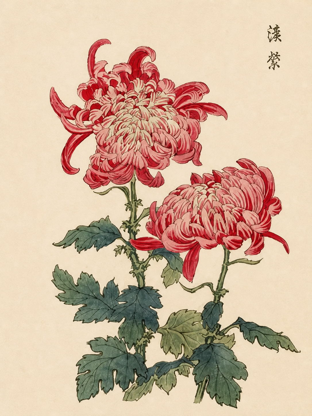 Crisantemos Rojos Japoneses