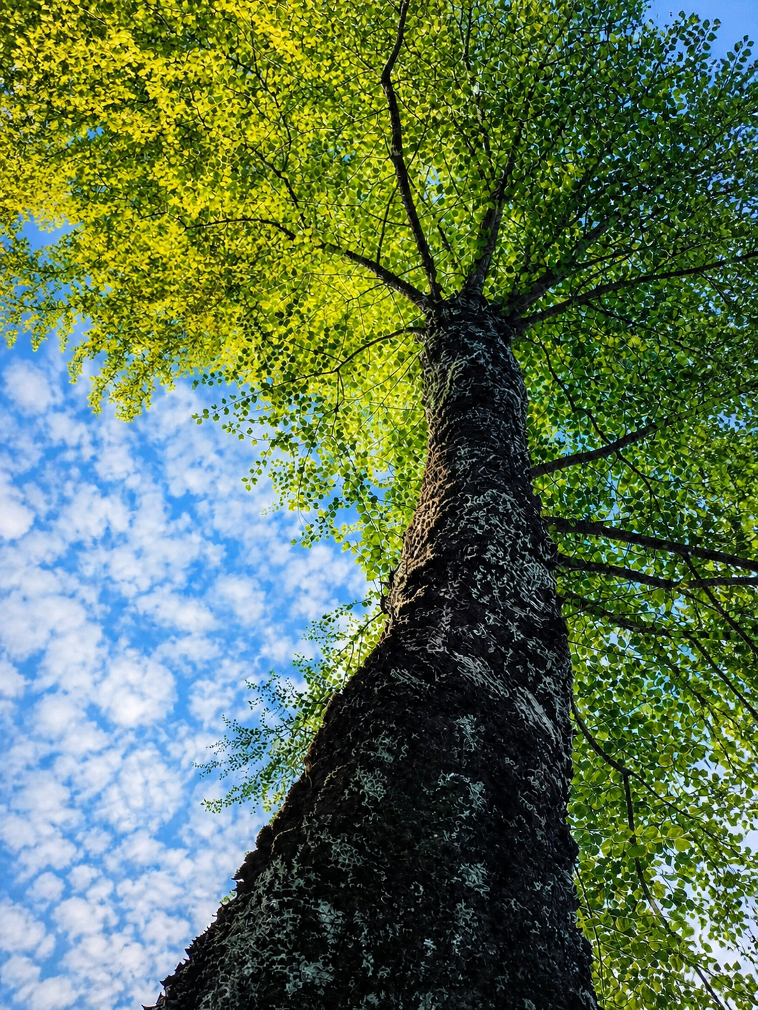 Árbol bajo Cielo Azul