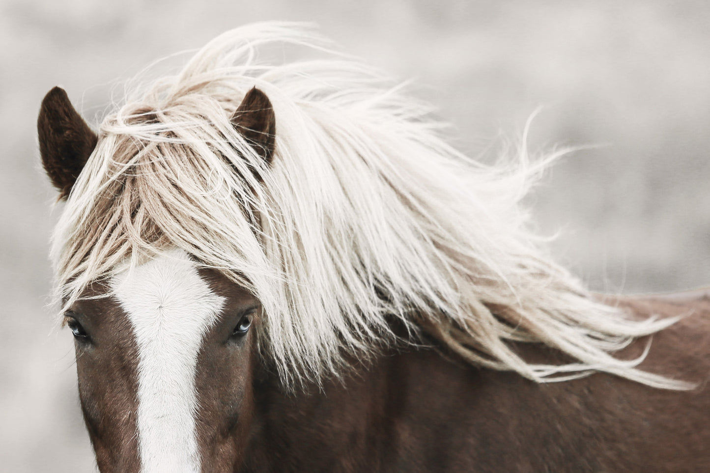 Icelandichorse(H) 4x6