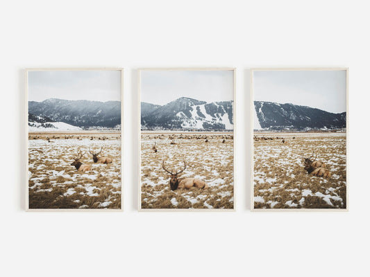 Set de 3 Montaña Nevada