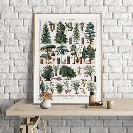 Bosque Variedades