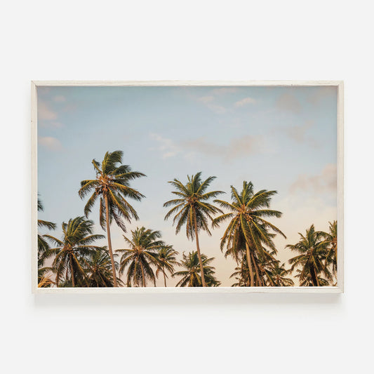 Palmeras 2