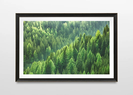 Bosque de Pinos