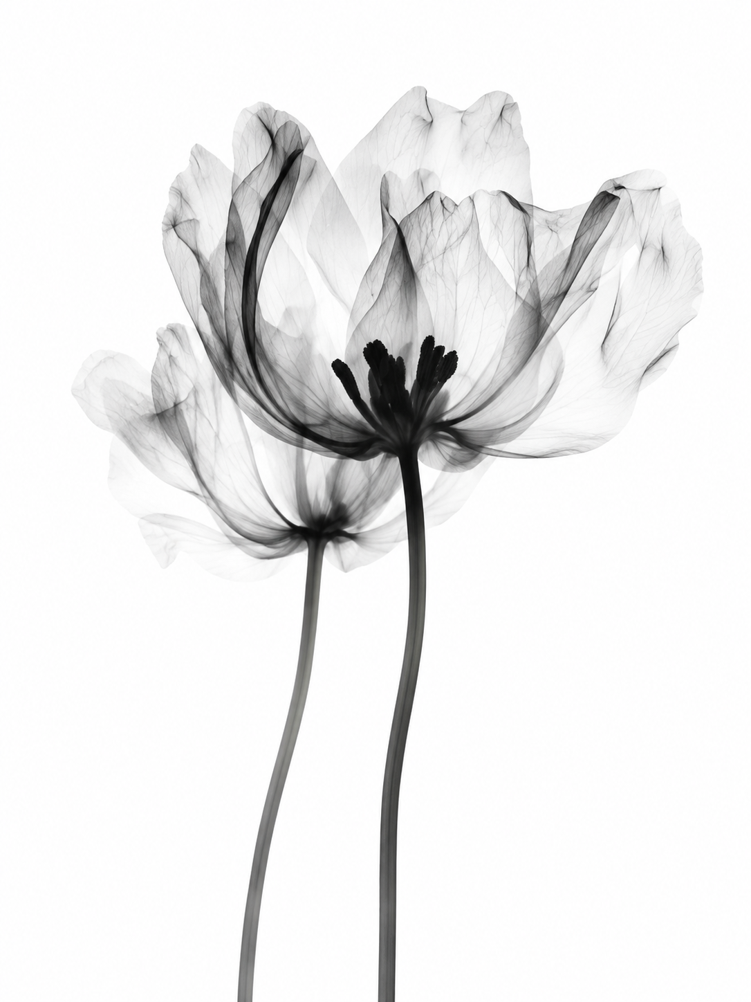 Amapolas Blancas 019