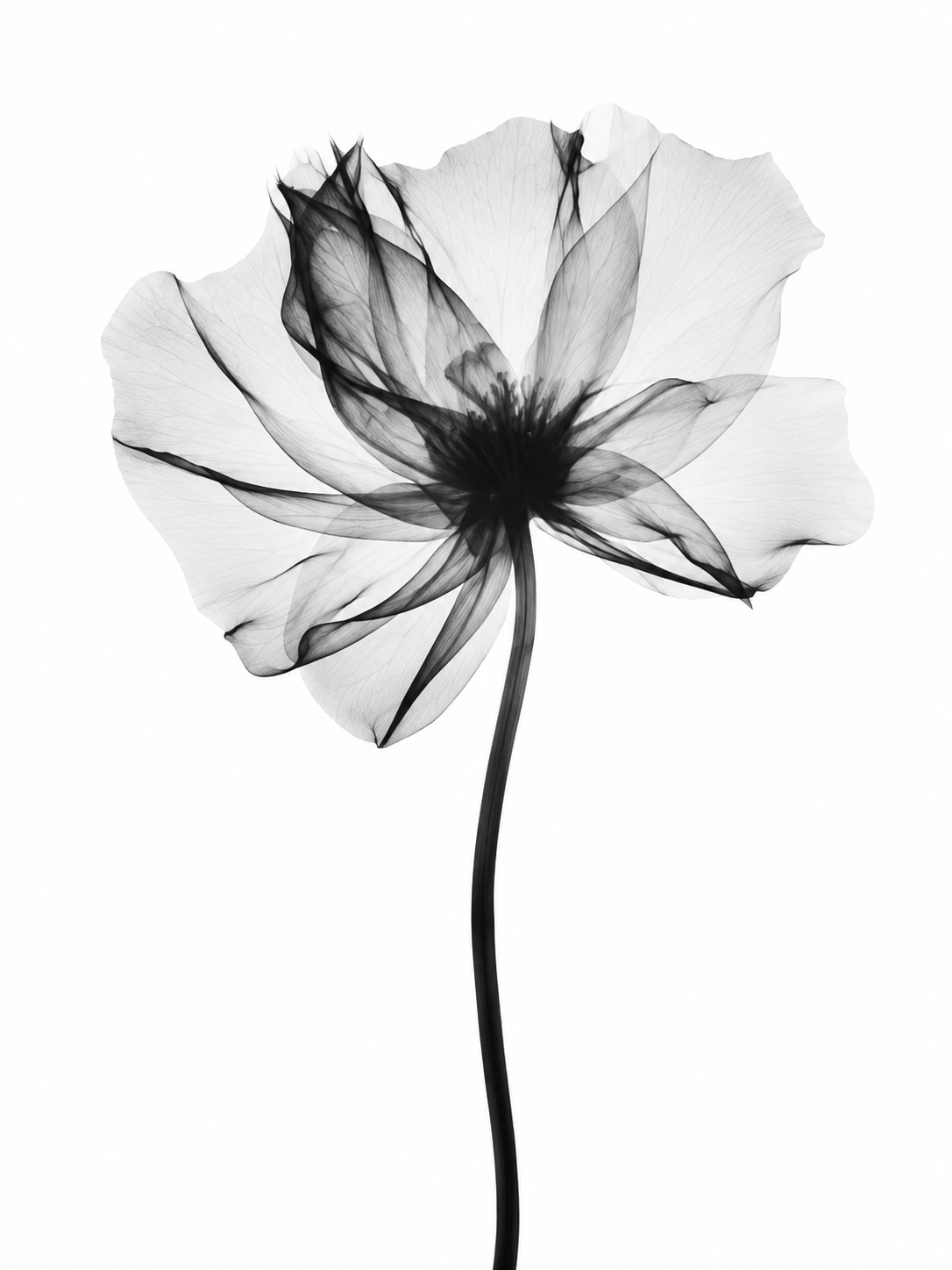 Amapola Transparente 020