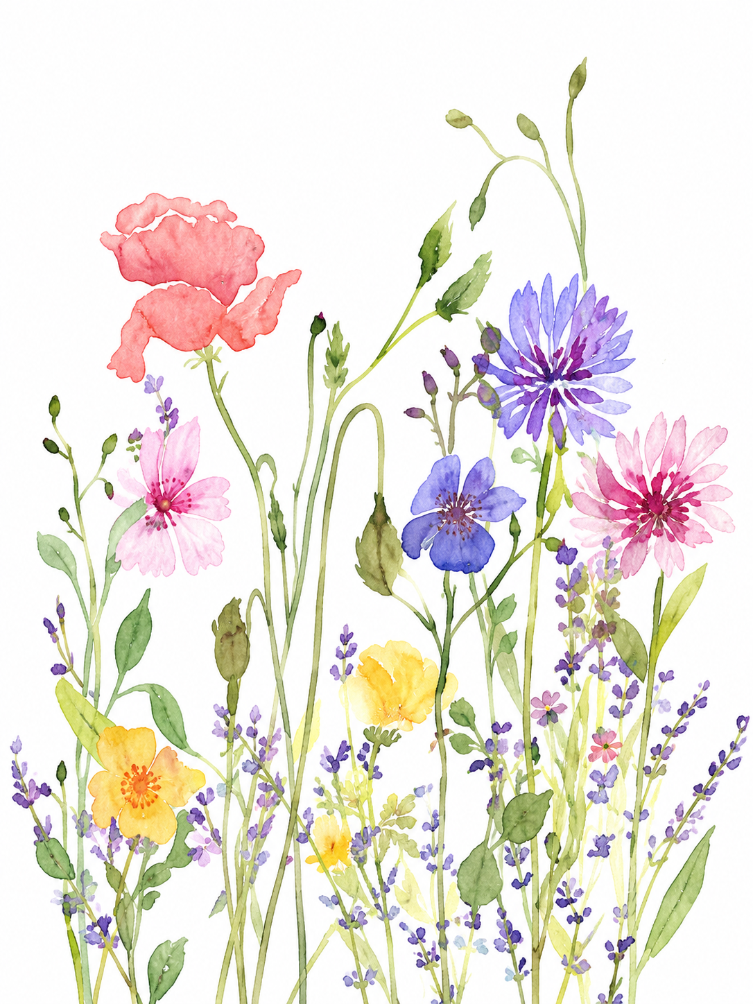 Campo de Flores 085