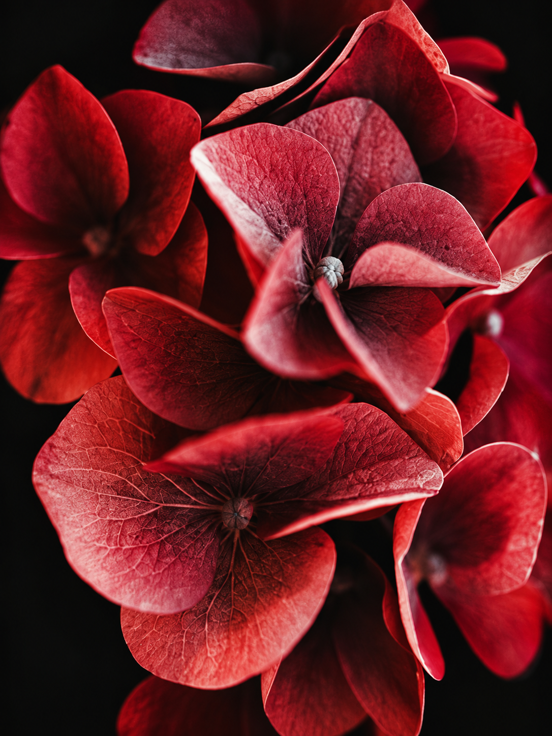 Hortensias Rojas 115