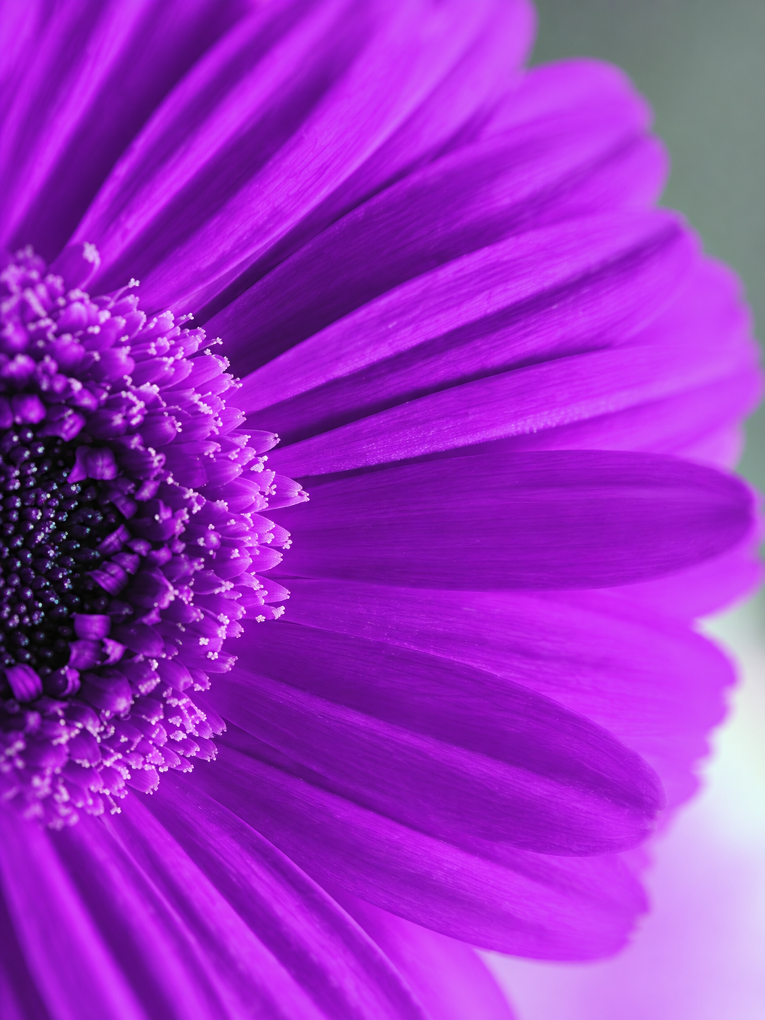 Flor Violeta 116
