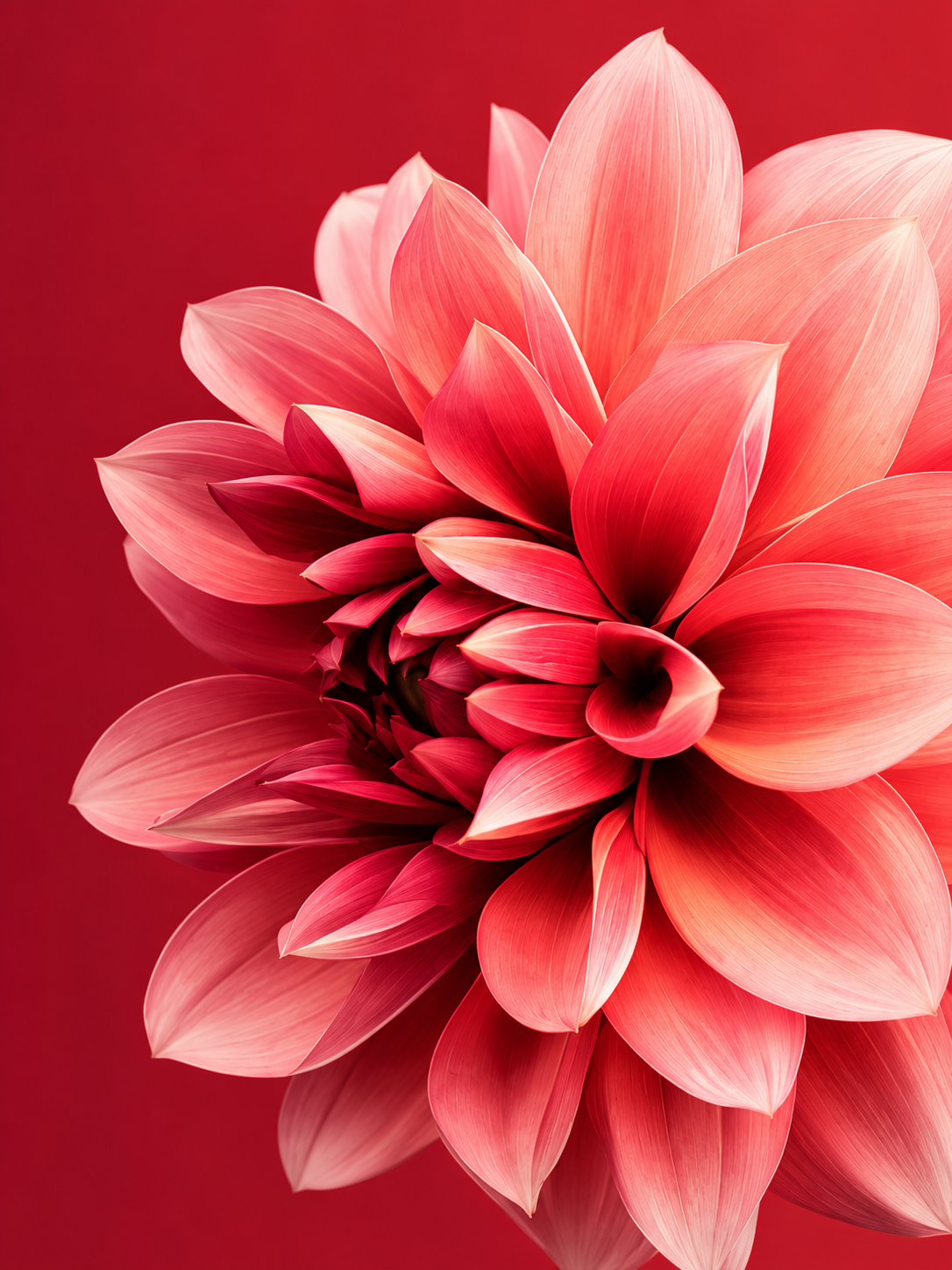 Flores Rosadas 135