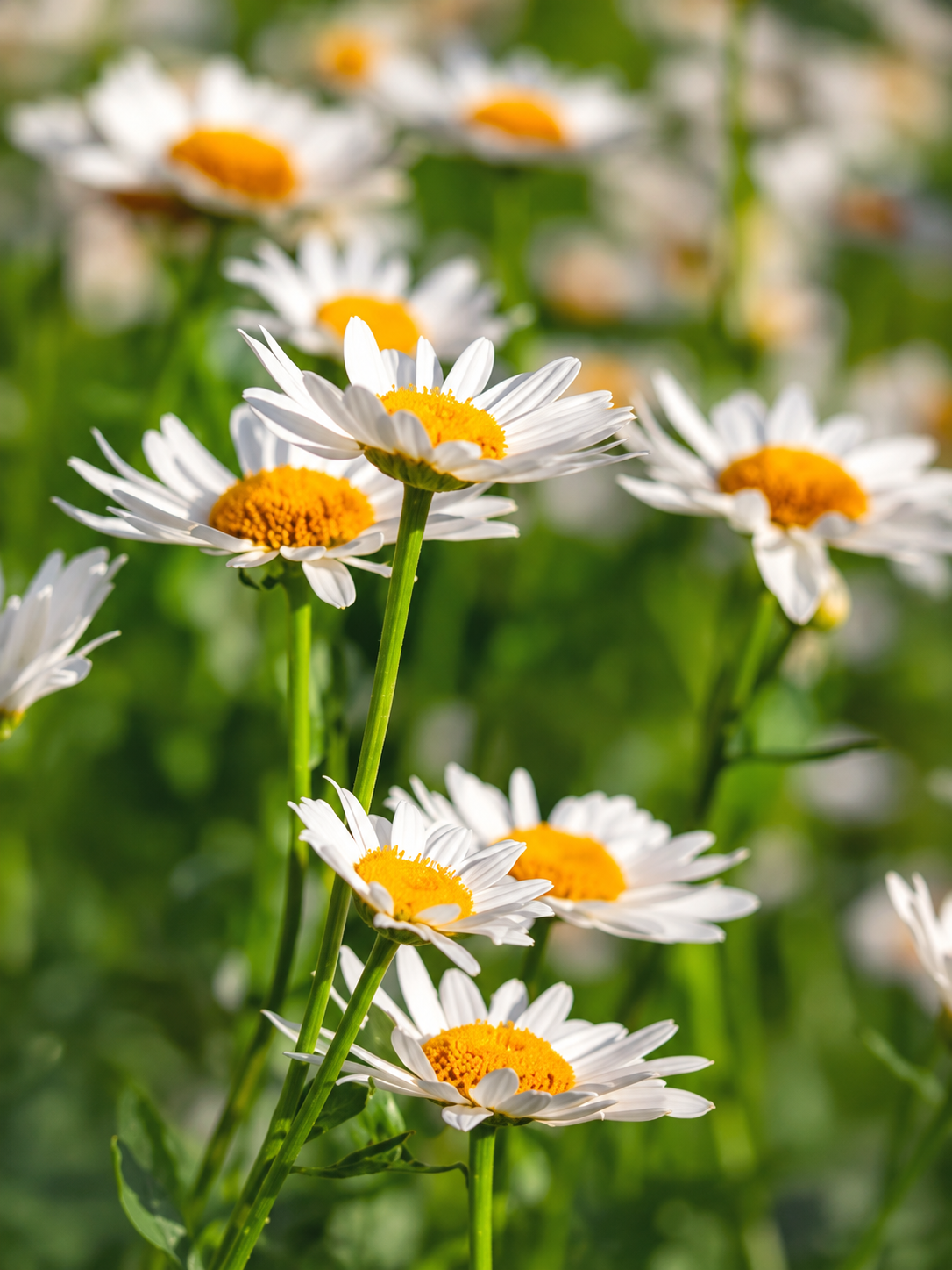 Flores Verticales 184