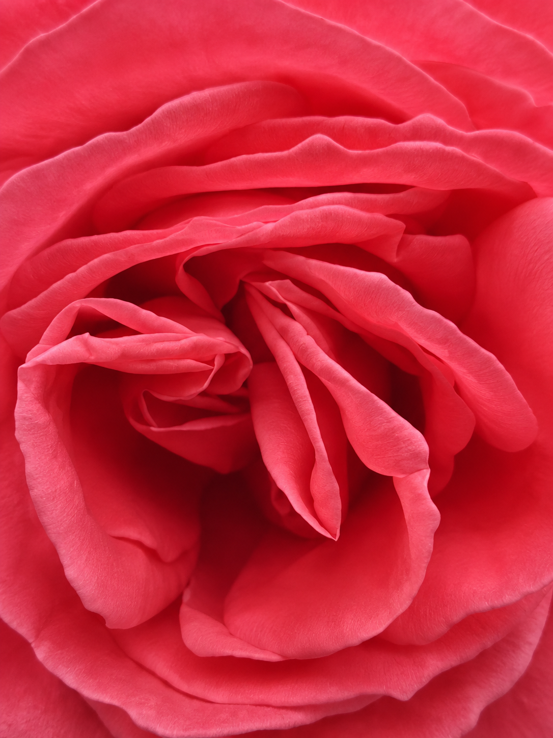 Flores Rosadas 223