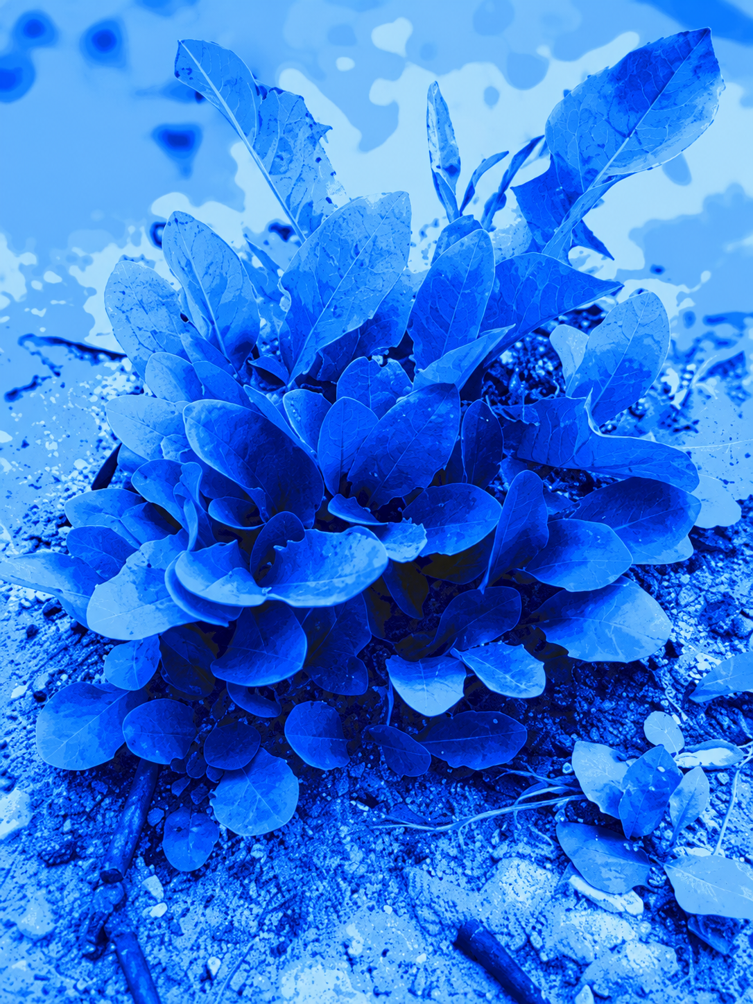 Flores Azules 225