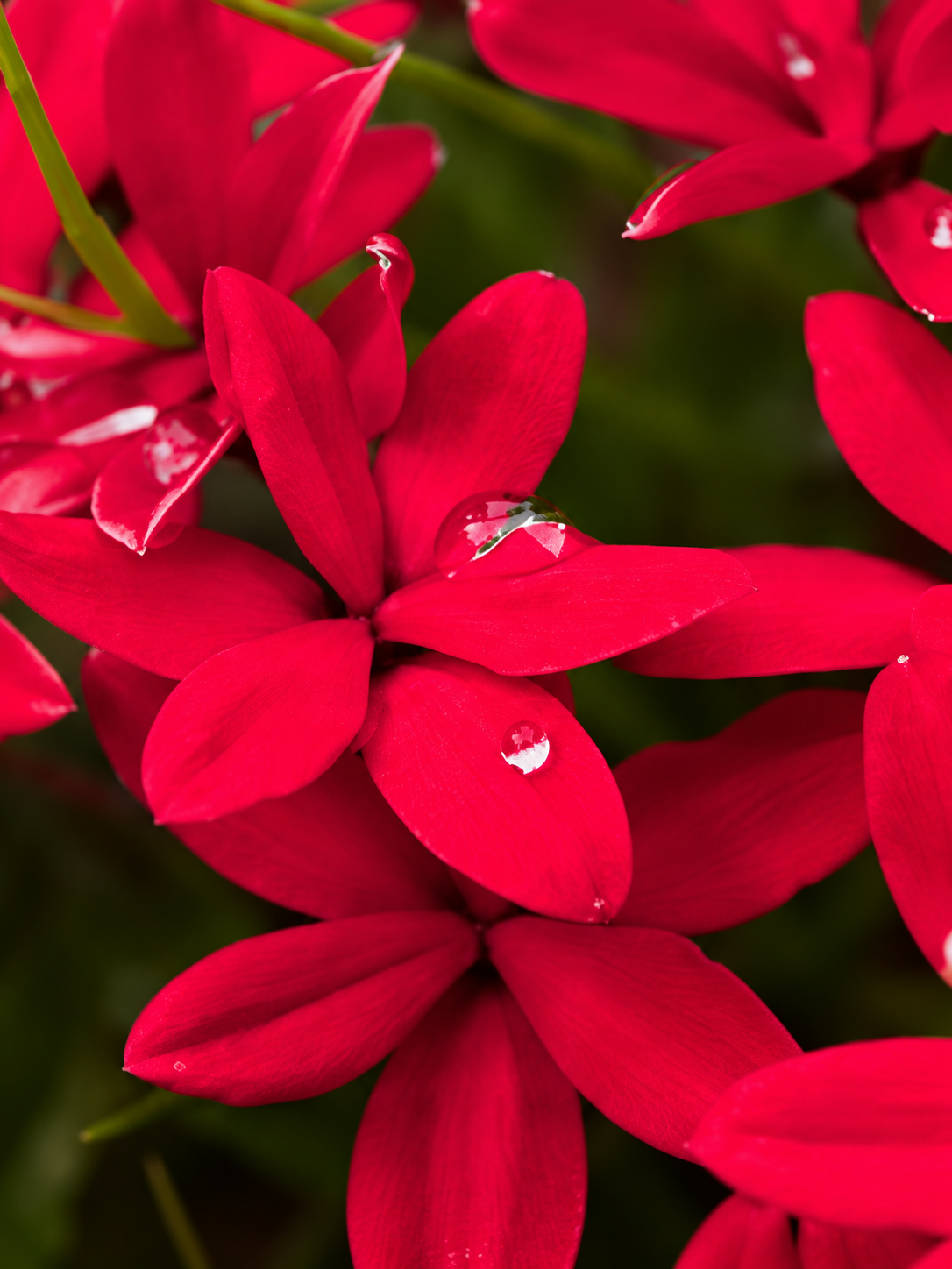 Flores Nocturnas 228