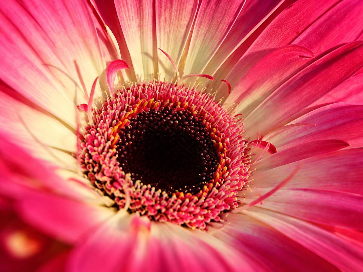 Flores Rosadas 238