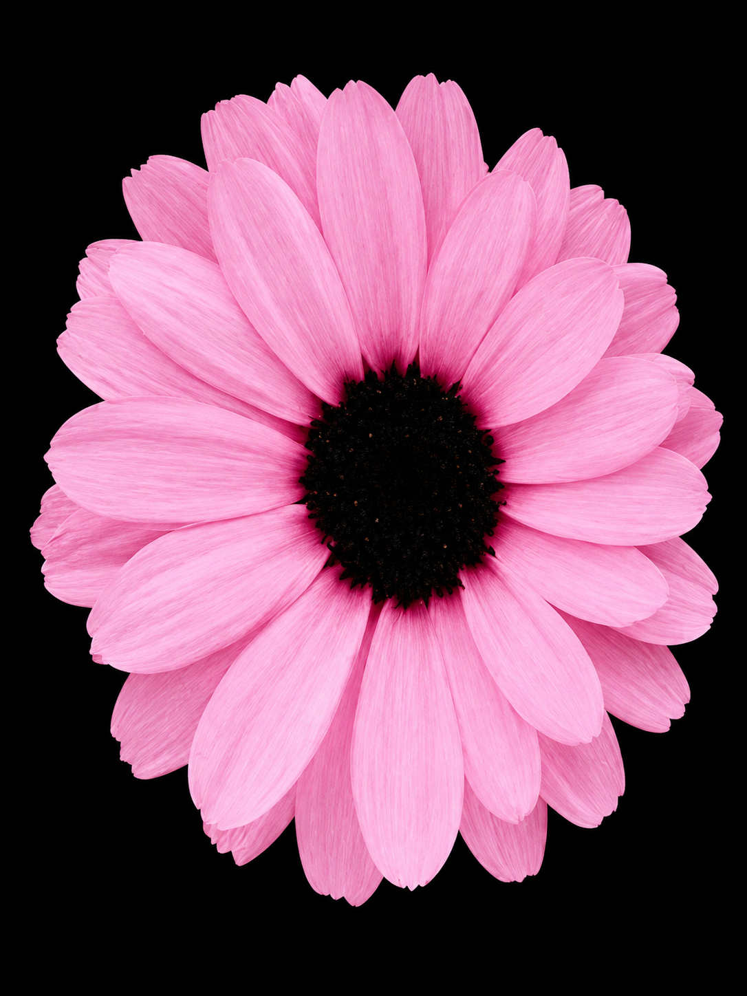Flores Rosadas 348