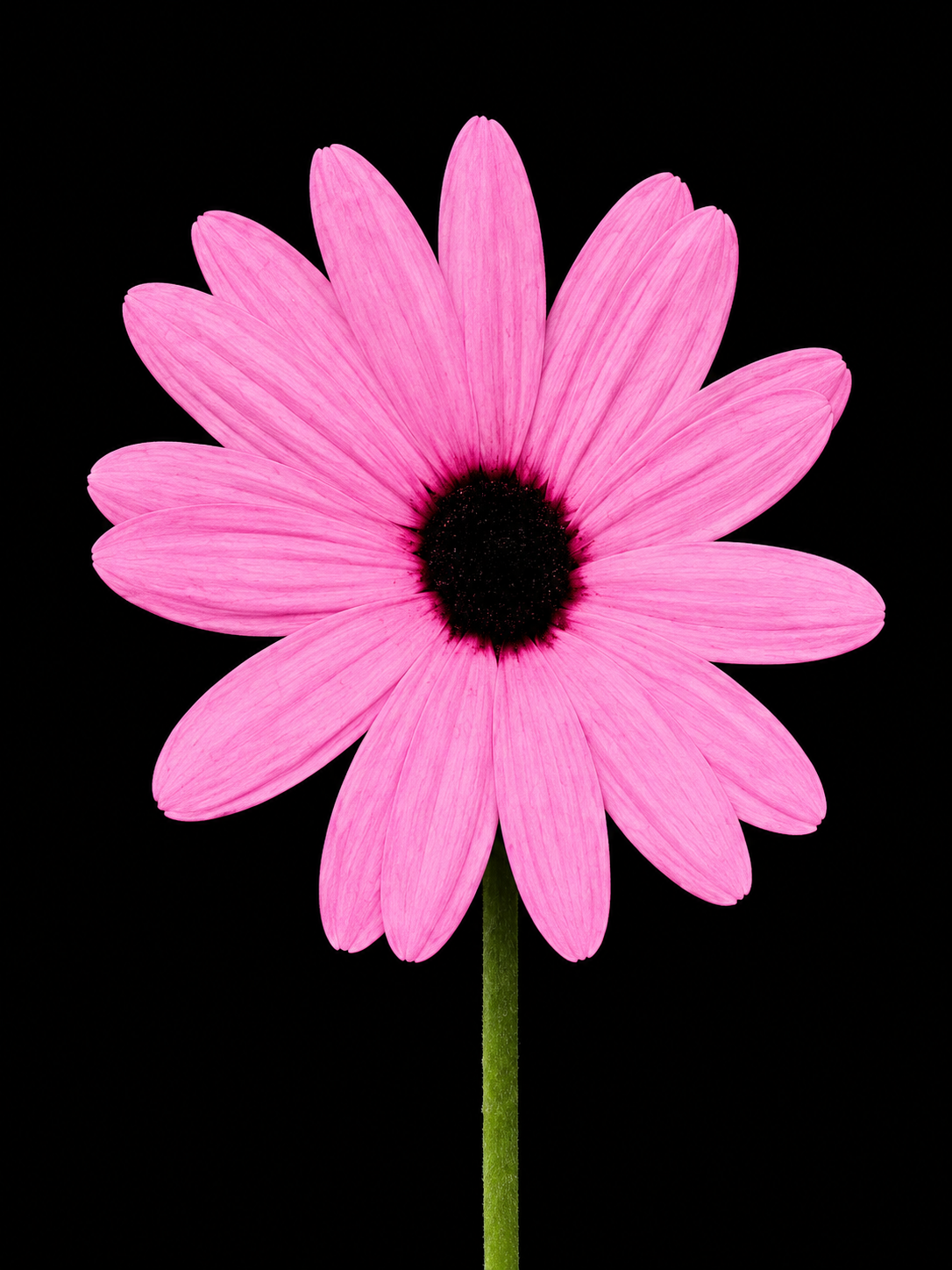 Flores Nocturnas 353