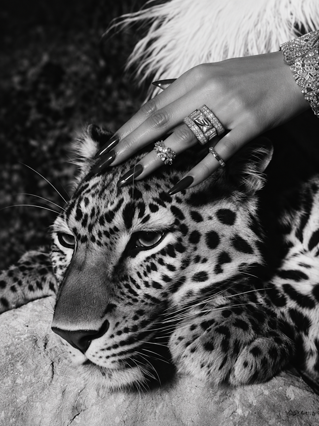 Leopardo en Blanco y Negro