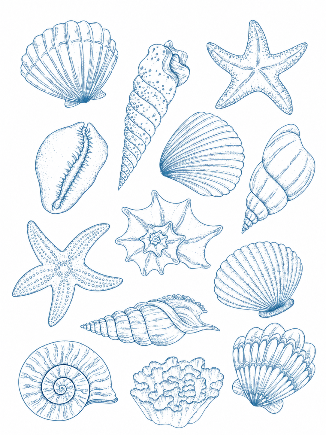Conchas y Estrellas de Mar