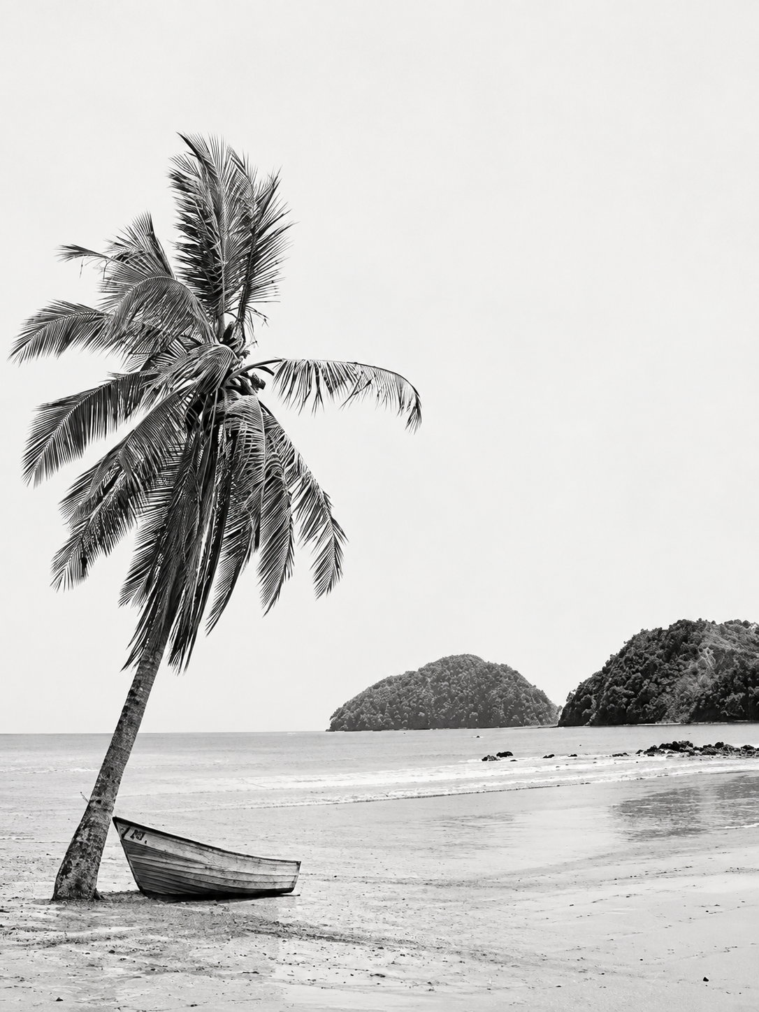 Palmera en Blanco y Negro