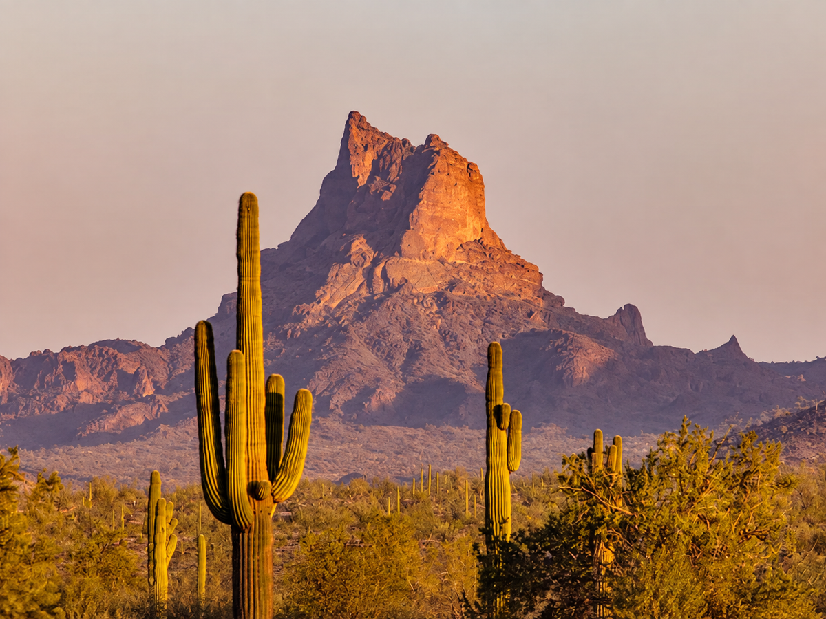 Cactus y Montaña