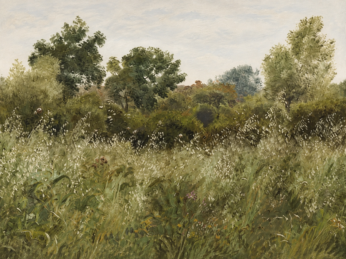 Campo Silvestre