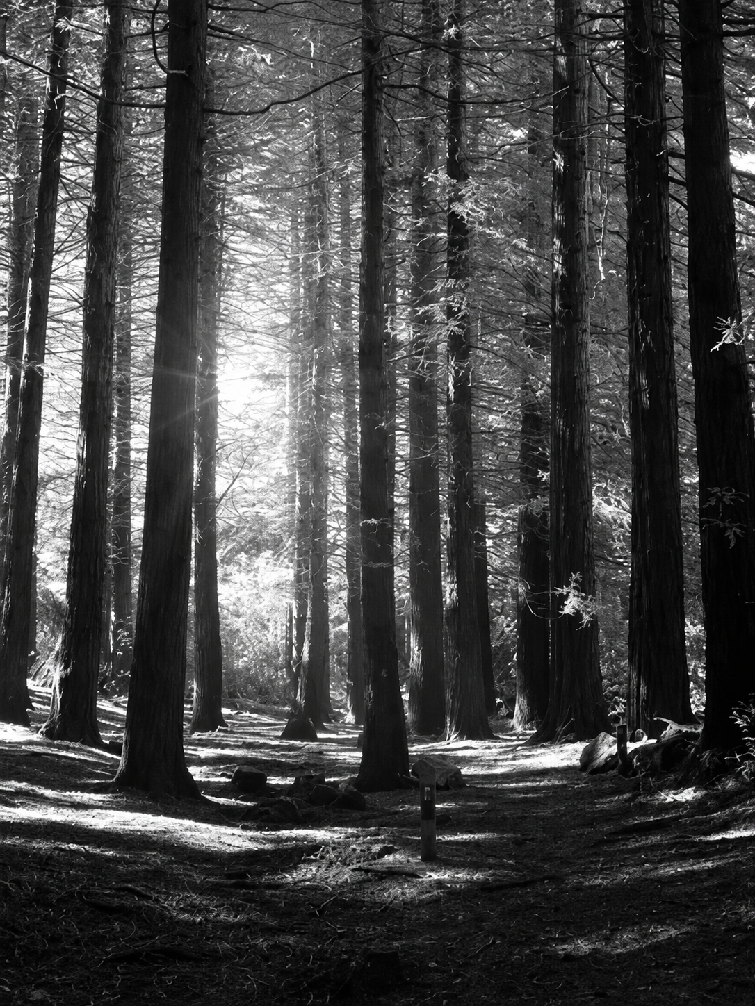 Bosque en Blanco y Negro
