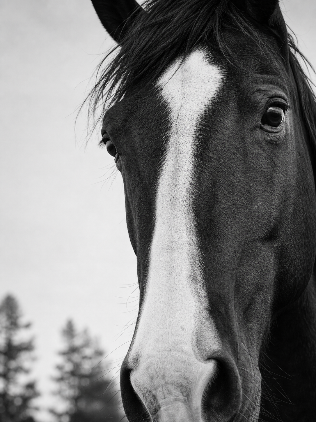 Caballo Negro