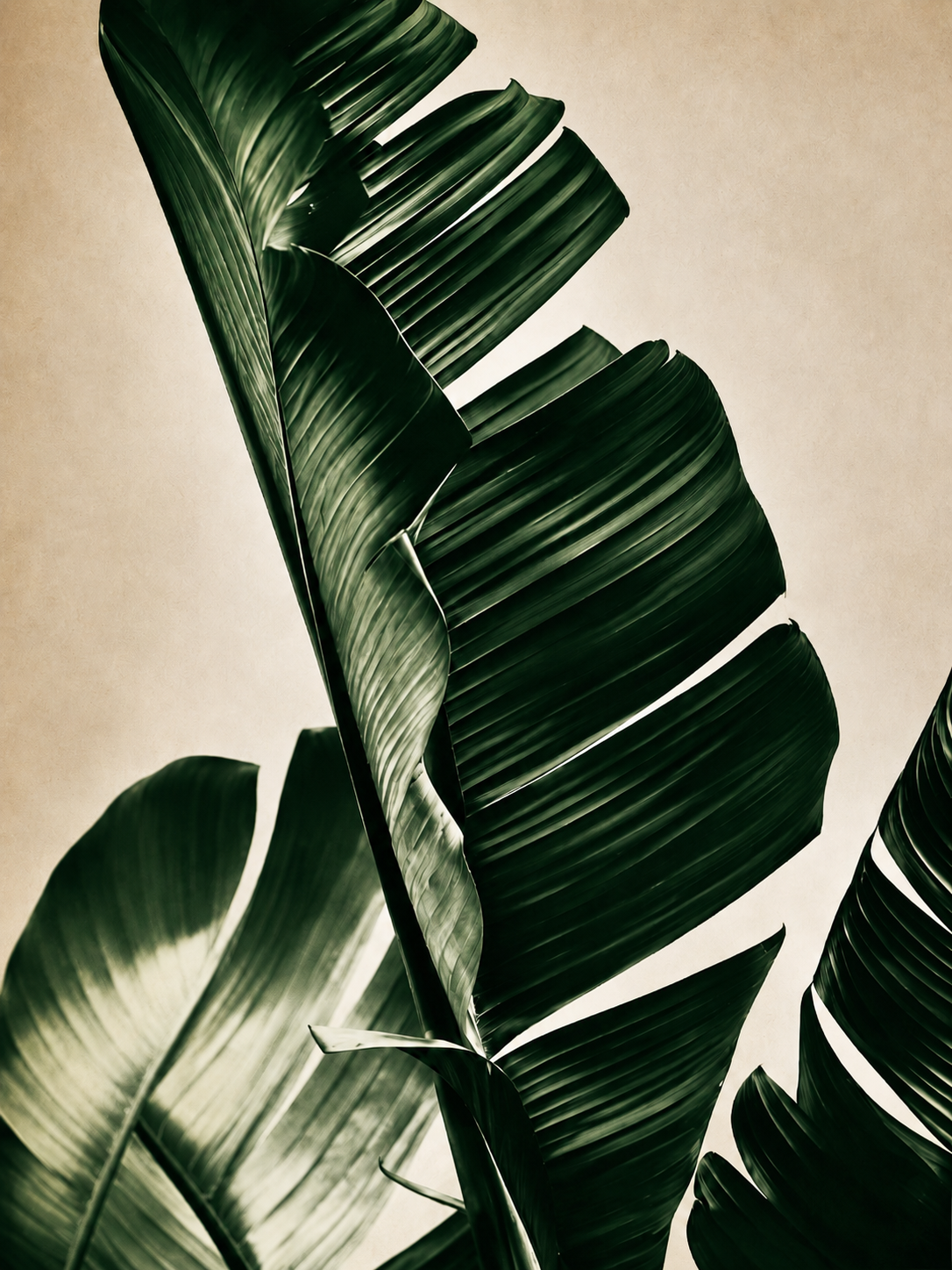 Bananero Tropical