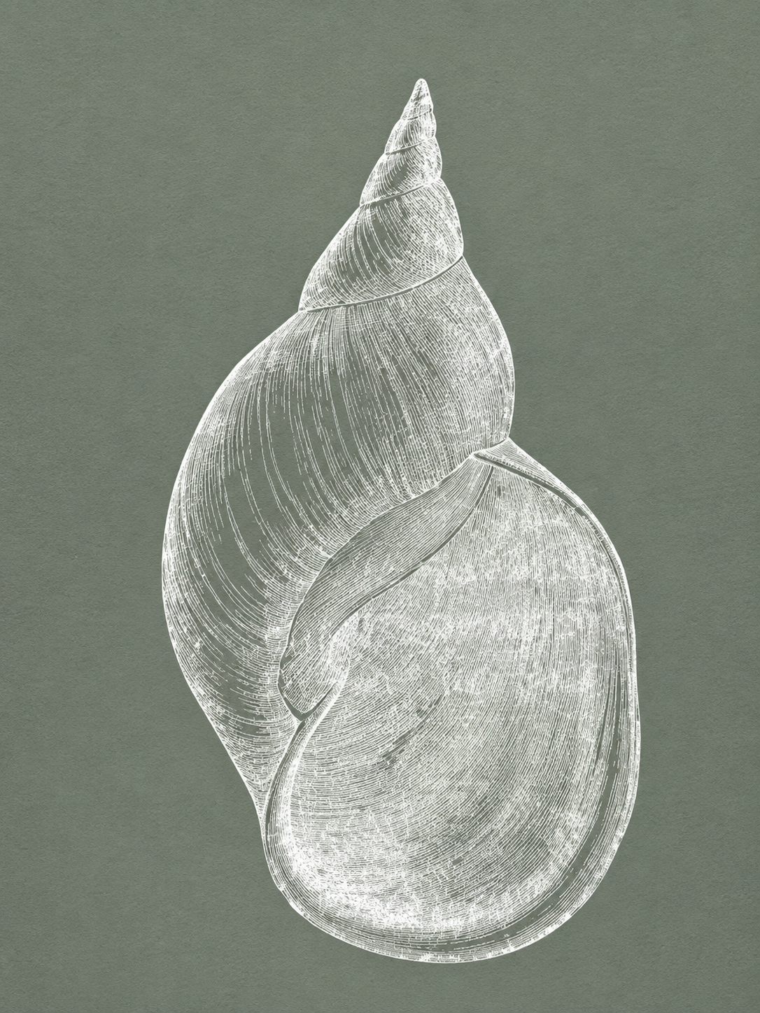 Caracola Espiral